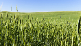 Производство твердых сортов пшеницы в РФ вырастет в 2,6 раза